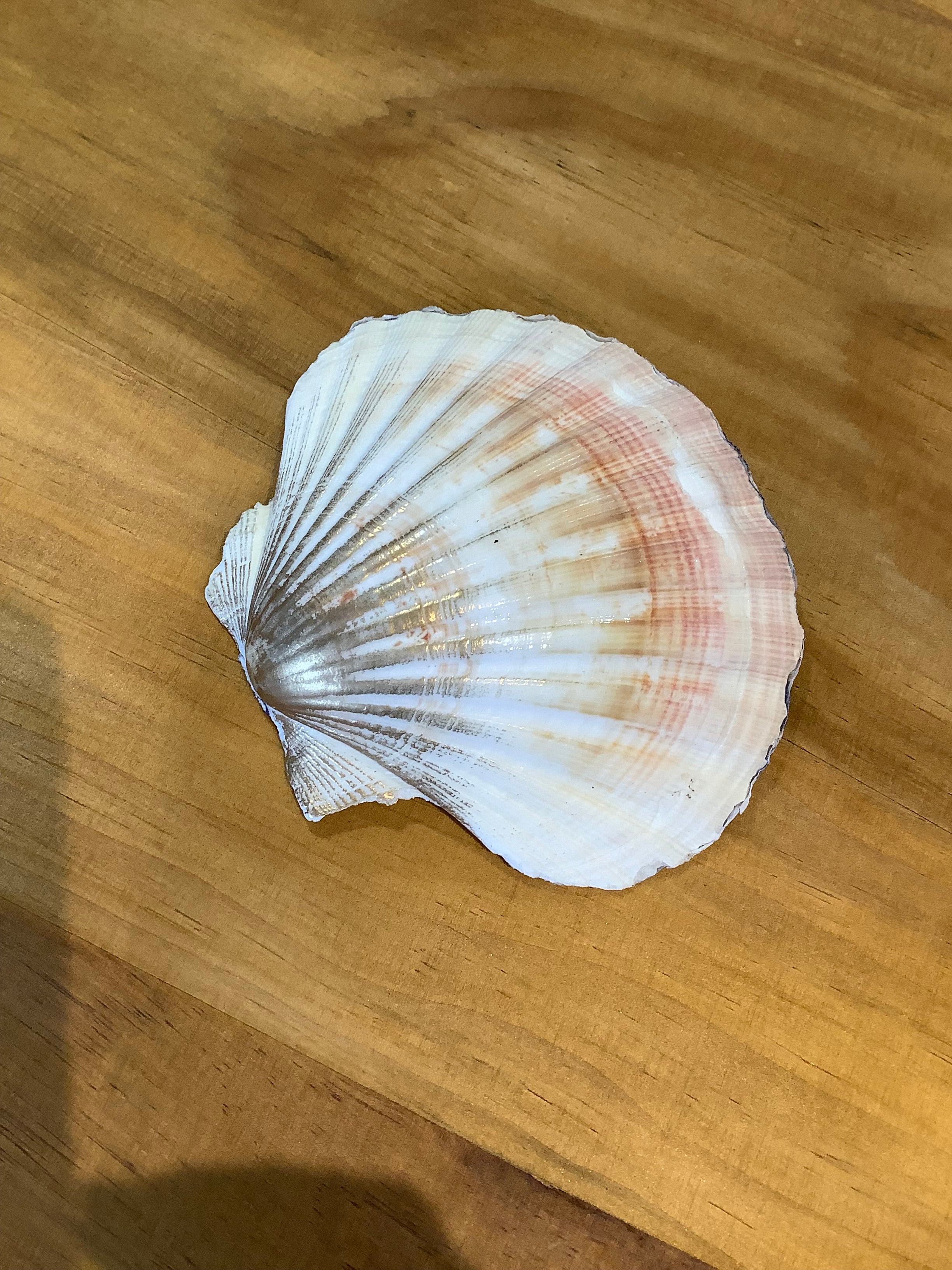 Reverse side of the Scallop shell, subtly highlighted with gold paint