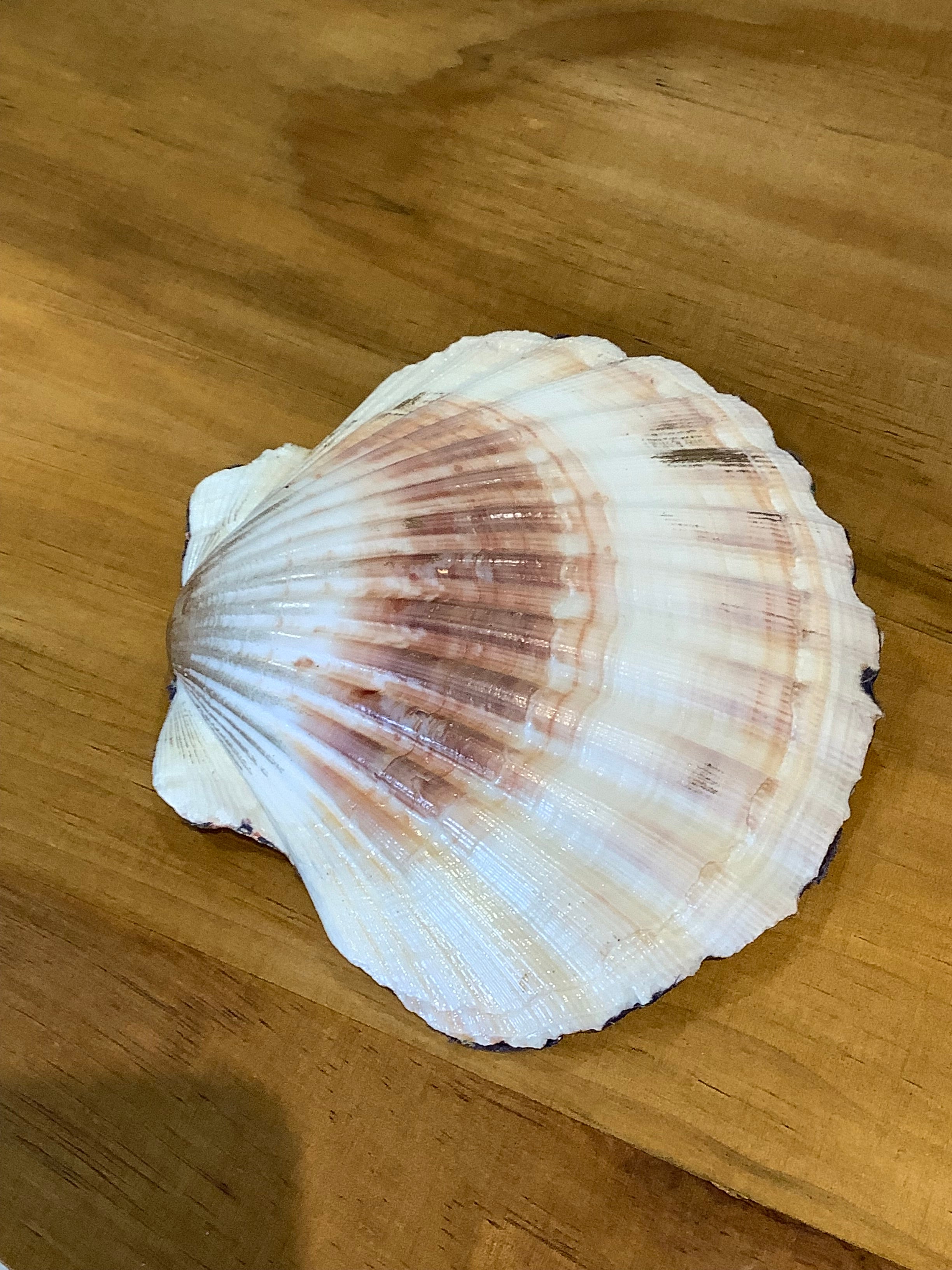 Woodland Animals at Night — Decorated Scallop Shell